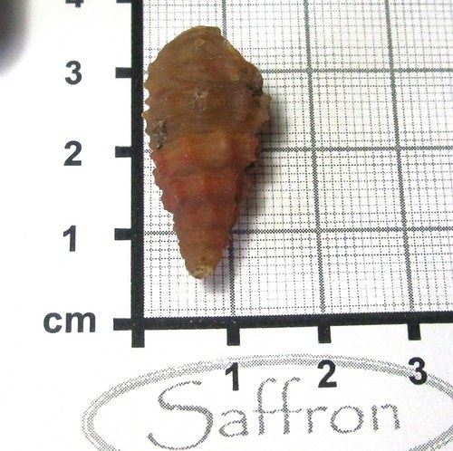 Fosilní mušle - chalcedonová č.3 — foto 1