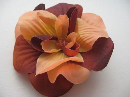 Orchidea... — foto 1