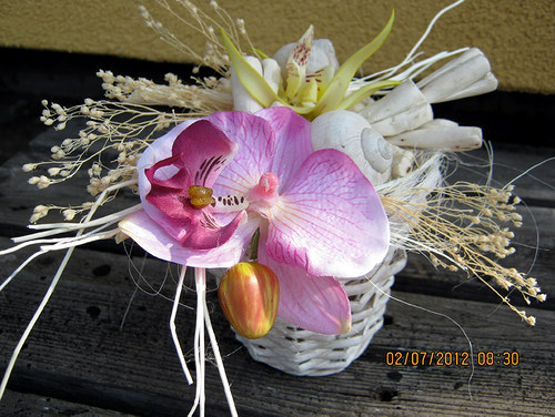Orchidejka -celoroční — foto 1