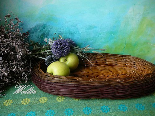 Ošatka oválná hnědá — foto 1