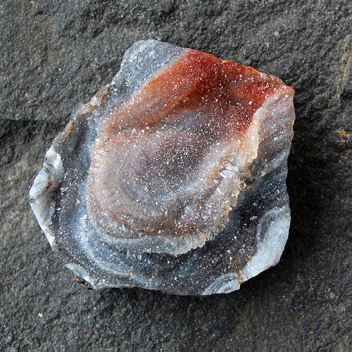 Chalcedonová růže — foto 1