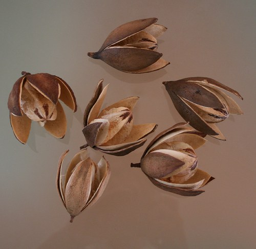 Sušina - Lily - 1 ks