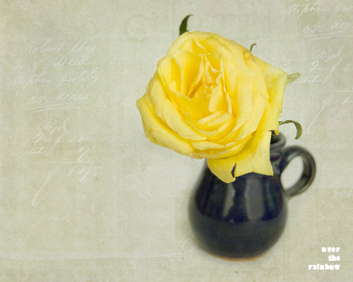 117. Shabby Rose II - autorská fotografie