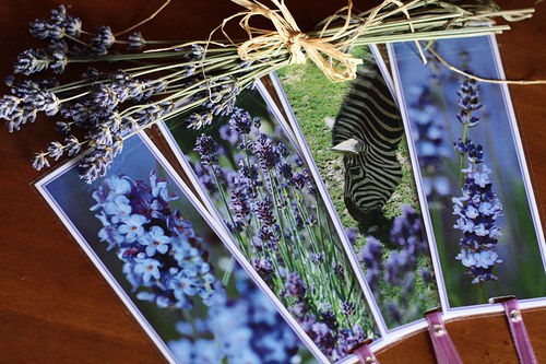 Zebří levandule — foto 1