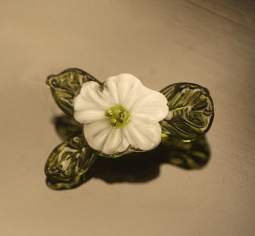 Kyti něžnolistá — foto 1