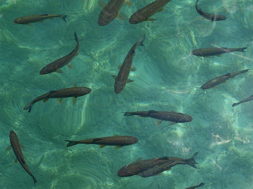 Plitvické jezero