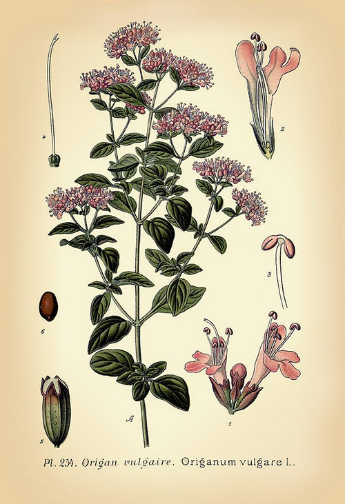 Dobromysl obecná (oregano) — foto 1