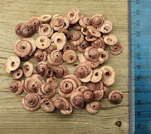 Šnečci 50g — foto 1