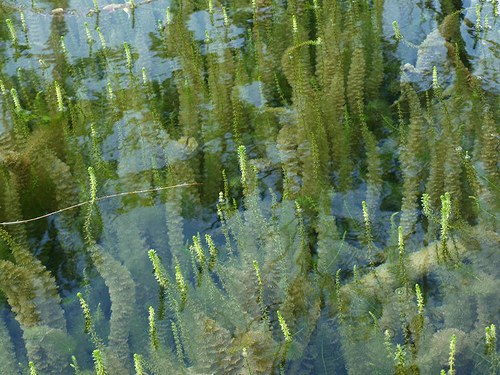 Vodní les - Plitvické jezero