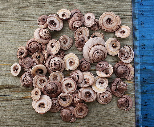 Šnečci 50g — foto 1