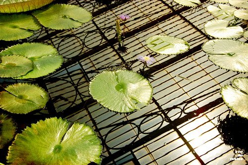 127. Waterlilies - autorská fotografie