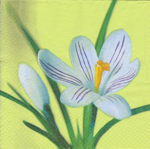 Ubrousek 33 x 33 cm