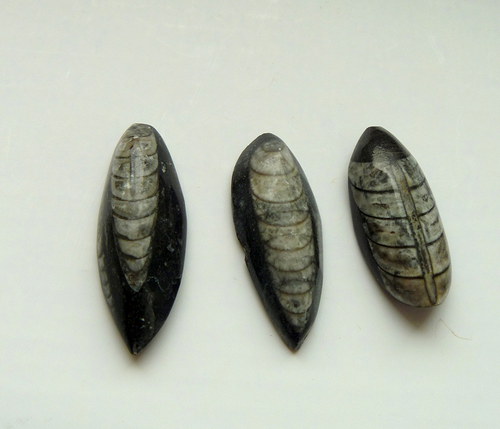 Orthoceras - sada — foto 1