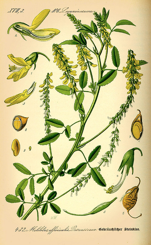 Komonice lékařská — foto 1