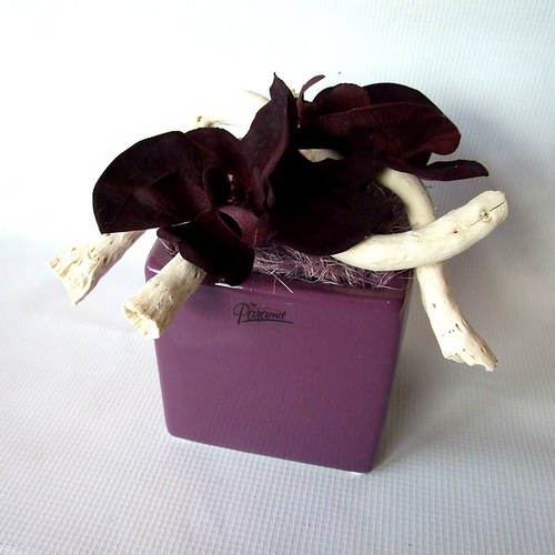 Černá orchidej - velká — foto 1