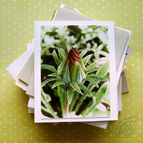 Chlupatice červená (přání) — foto 1