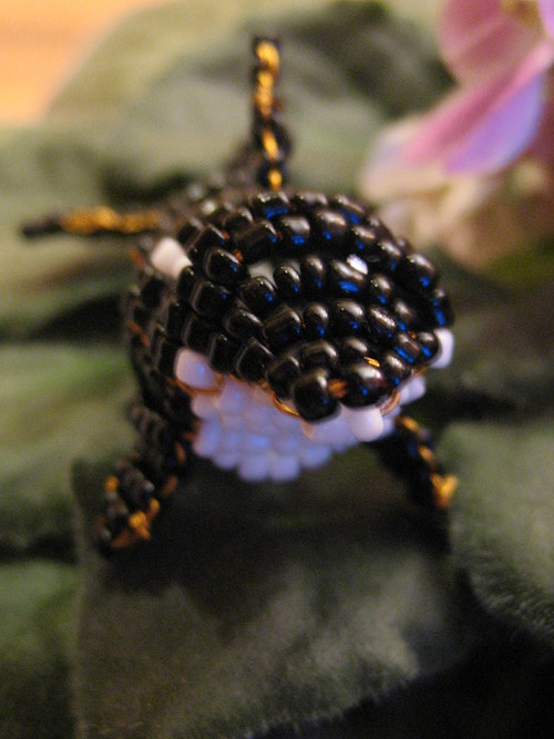 Willy:-) — foto 1