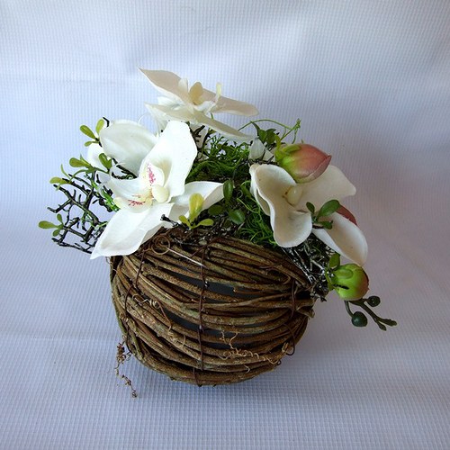 Bílá orchidej — foto 1