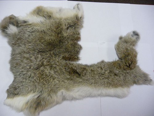 Králík 4 — foto 1