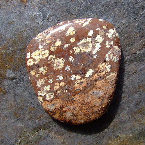Jaspis Leopardí — foto 1