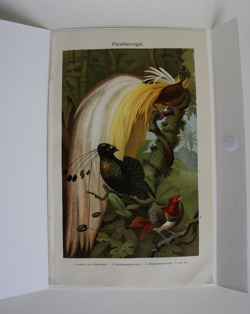 Barevná litografie - rajky — foto 1