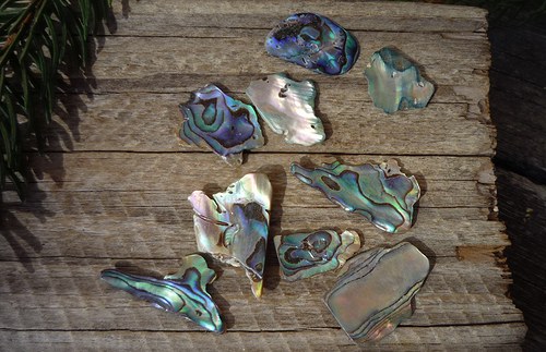 Paua mušle č. 6692 — foto 1
