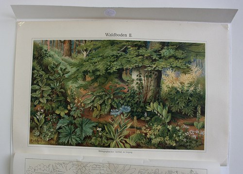Barevná litografie - prales — foto 1