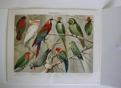 Barevná litografie - rajky — foto 1