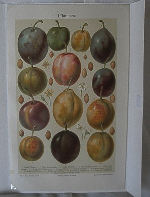 Švestky — foto 1