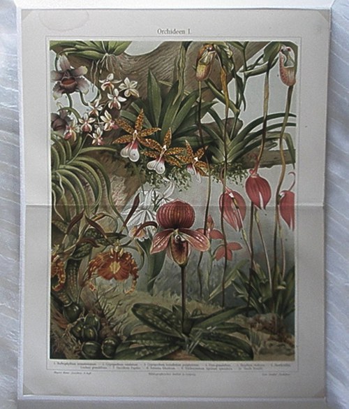 Orchideje II — foto 1