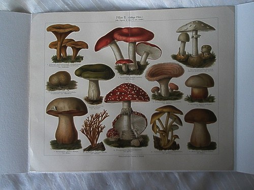 Houby — foto 1