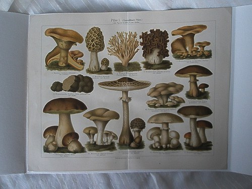 Houby — foto 1