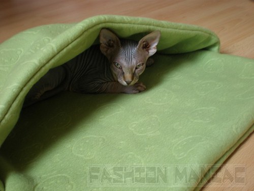 Fusak pro Sphynx — foto 1