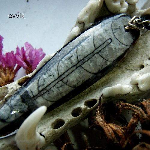 Exklusivní orthoceras — foto 1