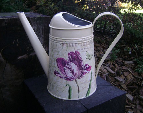 Tulipán — foto 1