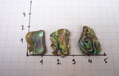 3x paua mušle č. L7377 — foto 1