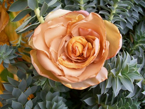 Rosa Theea — foto 1