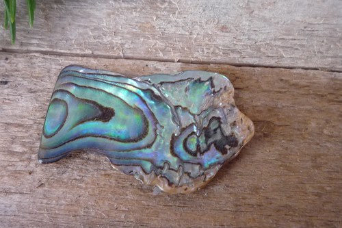 Paua mušle č. L7727 — foto 1