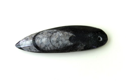 Orthoceras — foto 1
