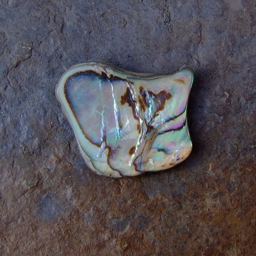 Paua mušle — foto 1