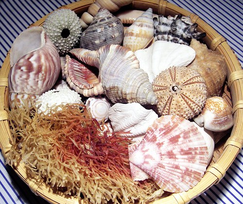 Košík plný mušlí — foto 1