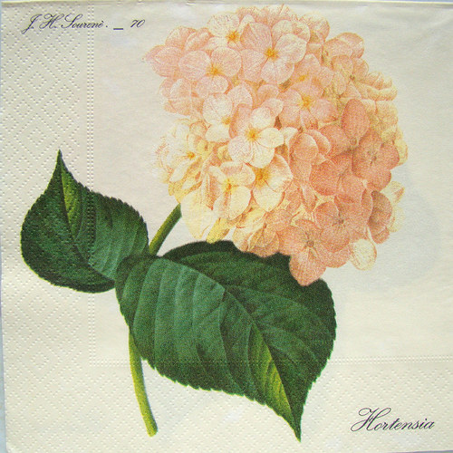 Ubrousek ("Hortenzie velká")