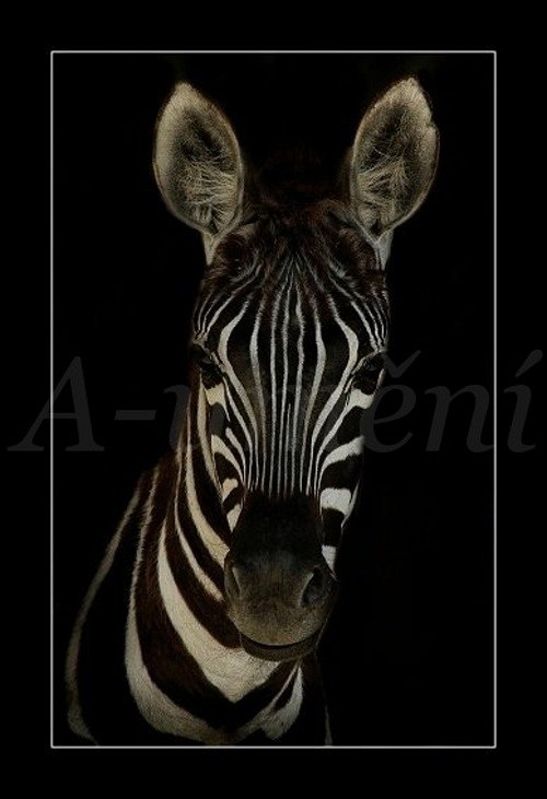Zebra ( equus )