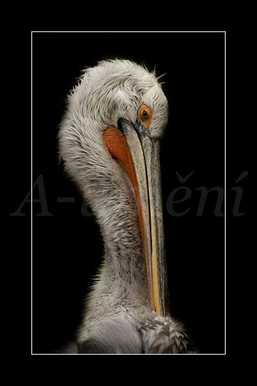 Pelikán kaděřavý ( Pelecanus crispus )
