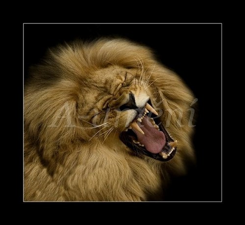 Lev ( panthera leo )