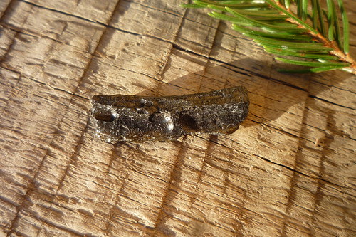 Tektit, meteorit č. L8434 — foto 1
