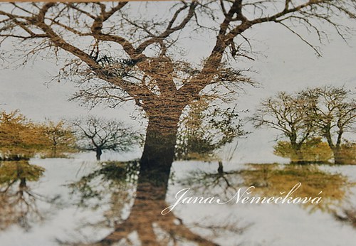 Fotografie "Ve starém sadu" - rezervace — foto 1