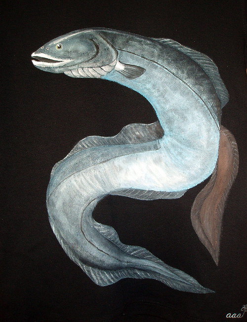 Úhoř