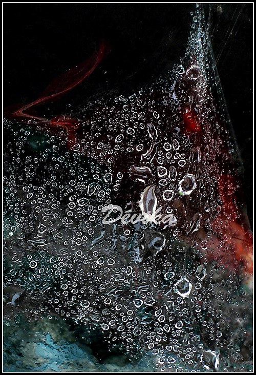 Rosa v pavučině - A4