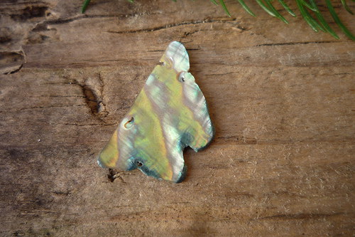 Paua mušle č. L9054 — foto 1